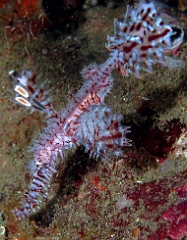 Birmanie - Mergui - 2018 - DSC02679 - Ornate Ghost pipefish - poisson-fantome ornemente - Solenostomus paradoxus